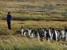 Nosso reencontro com pinguins rei em uma pinguinera na Terra do Fogo, no sul do Chile